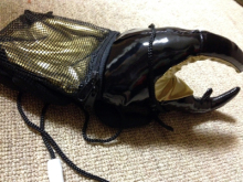 アキラボーイオフィシャルブログ