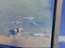 川島パーキングエリア